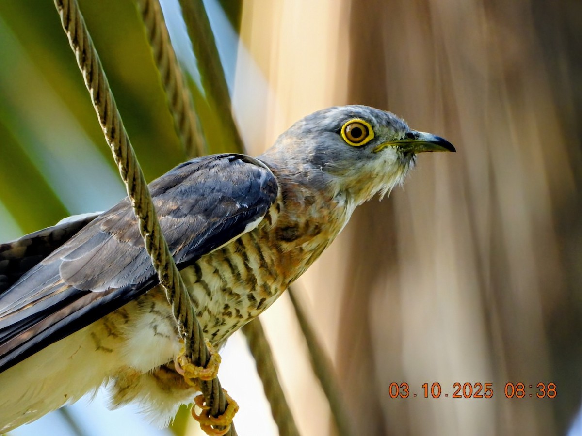 Common Hawk-Cuckoo - ML642966940