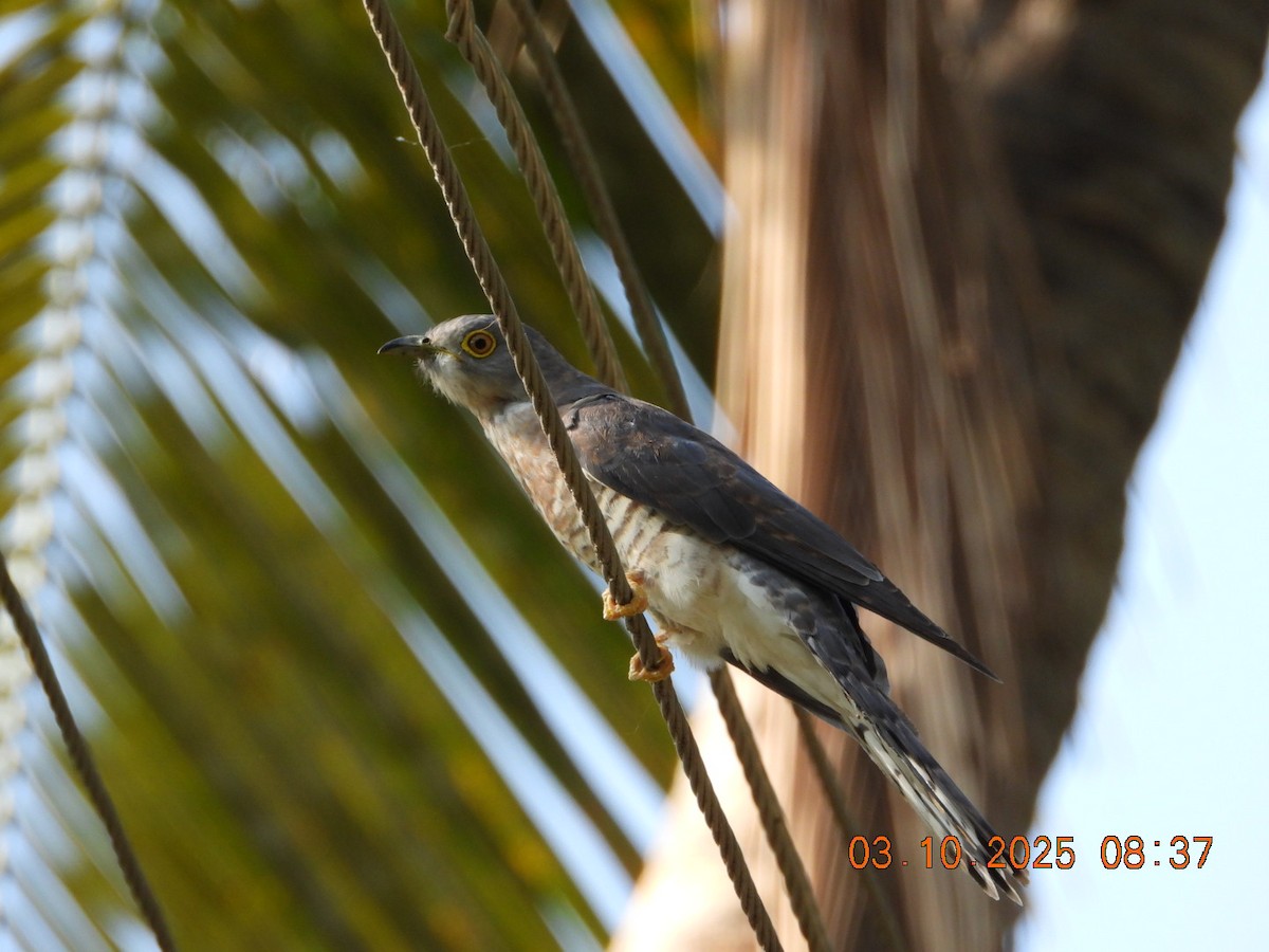 Common Hawk-Cuckoo - ML642966941