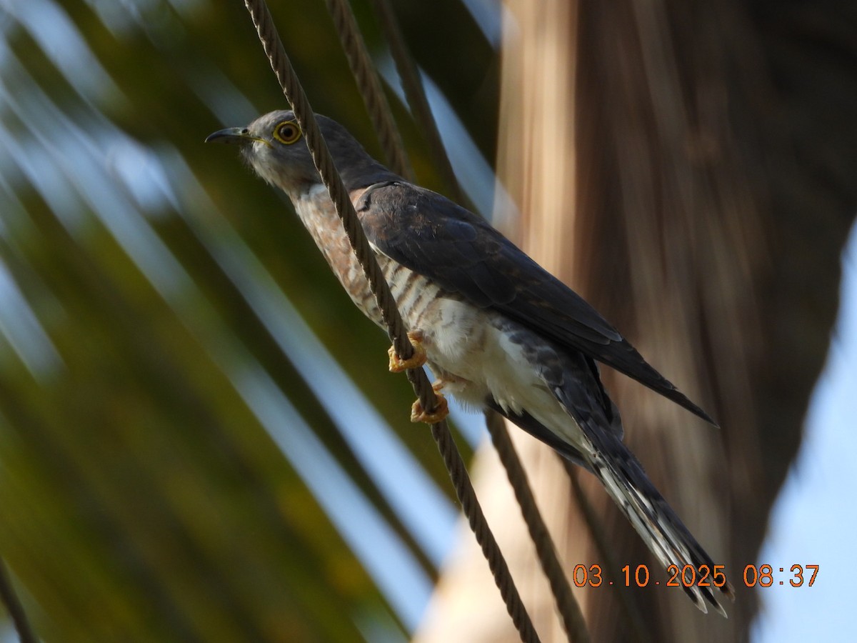 Common Hawk-Cuckoo - ML642966943