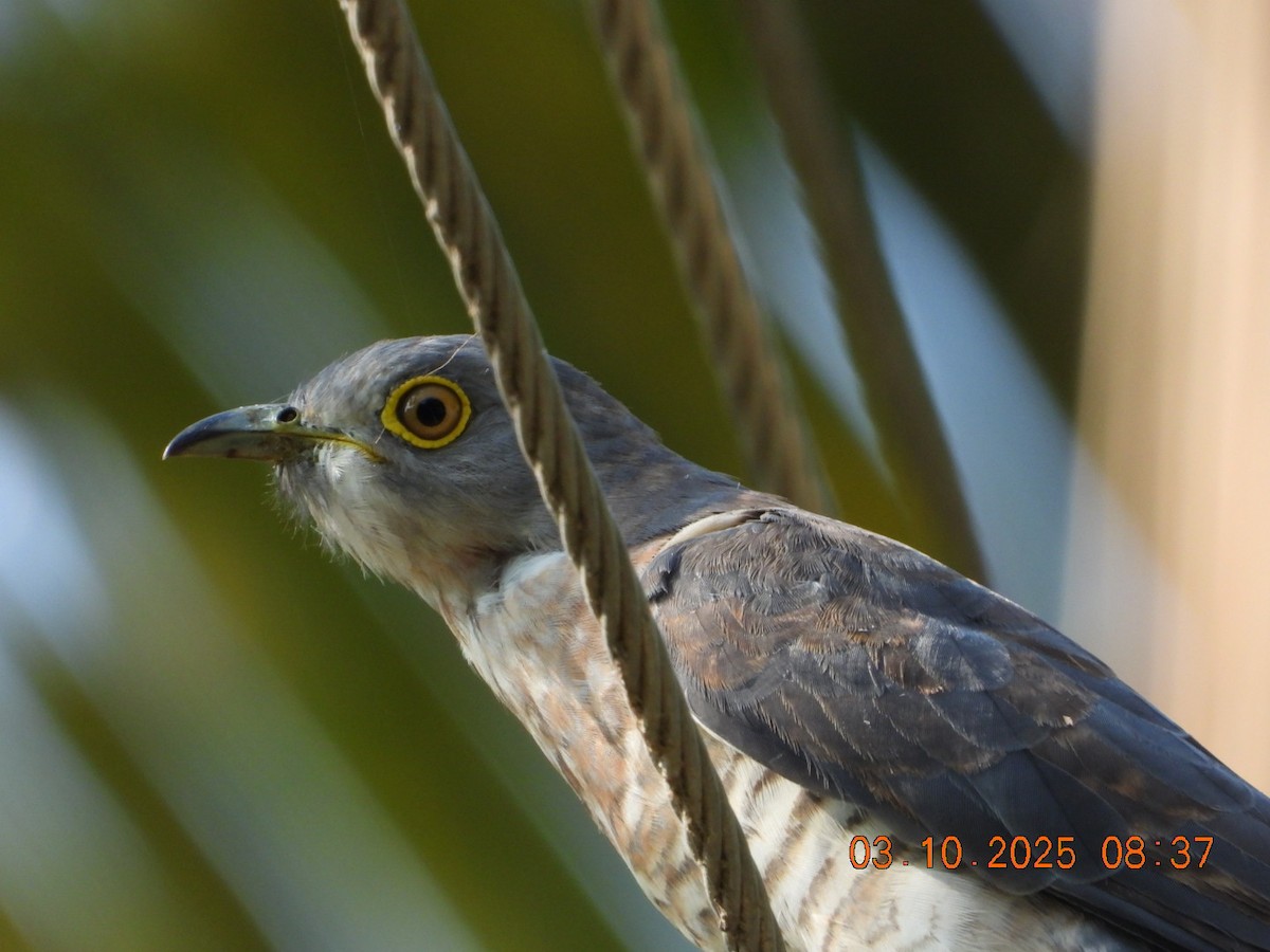 Common Hawk-Cuckoo - ML642966944