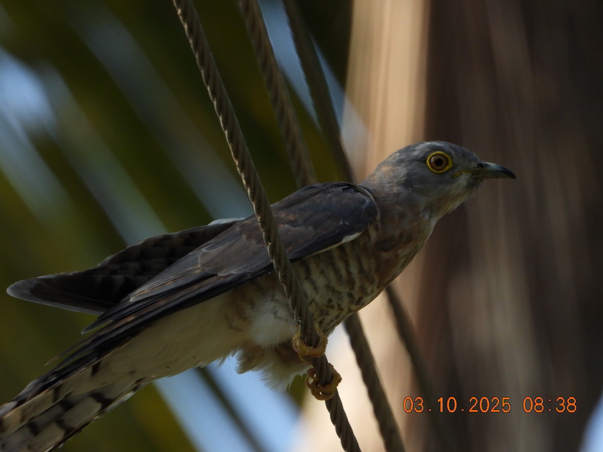Common Hawk-Cuckoo - ML642966945
