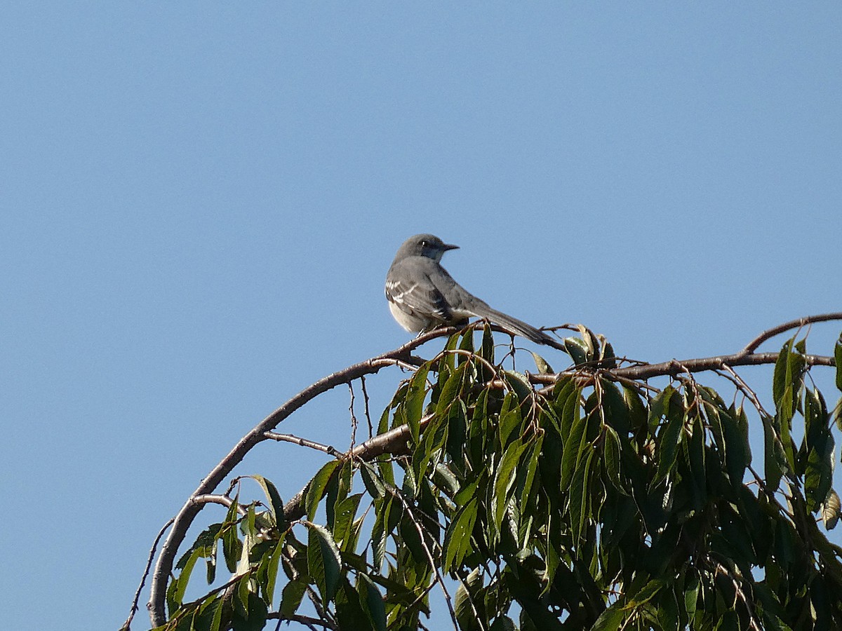 Northern Mockingbird - ML642966946