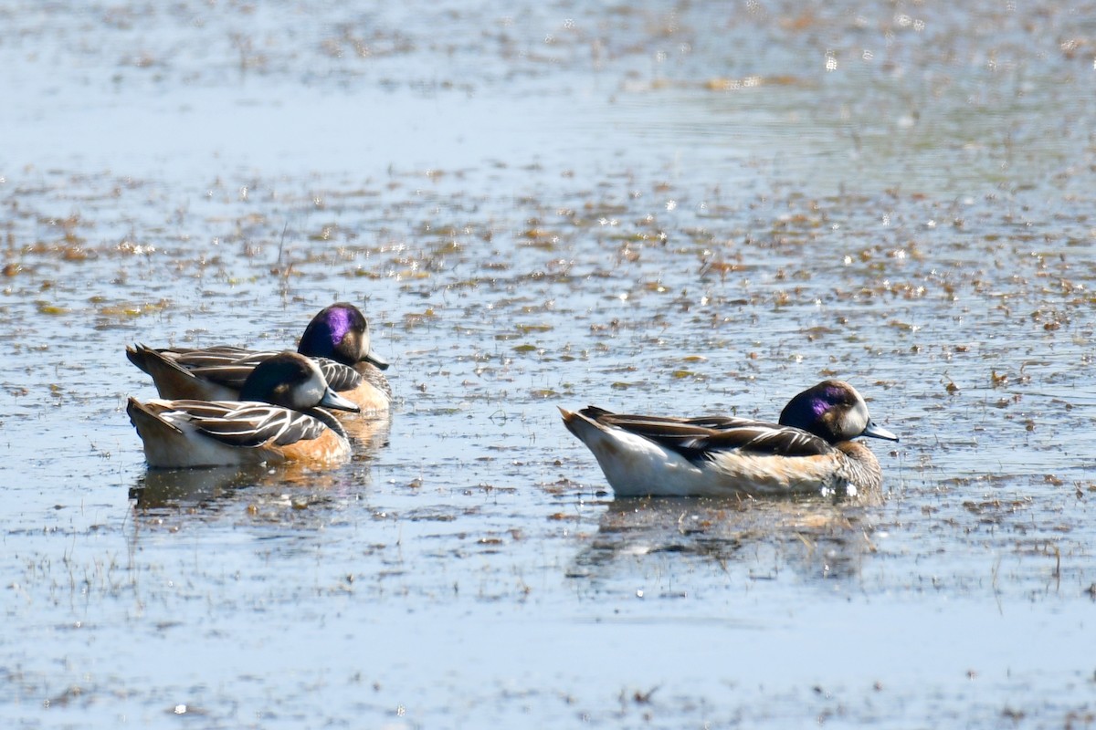 Chiloe Wigeon - ML642966981