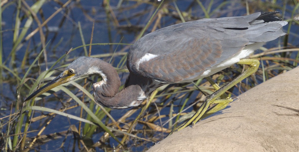 Tricolored Heron - ML642966985