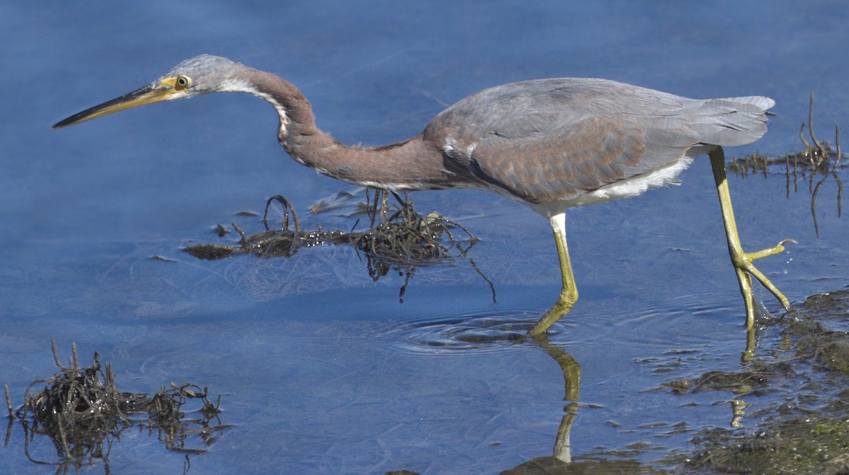 Tricolored Heron - ML642966994