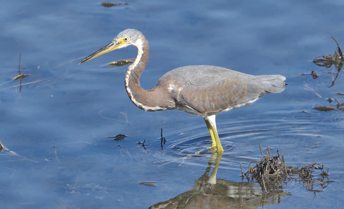 Tricolored Heron - ML642966996