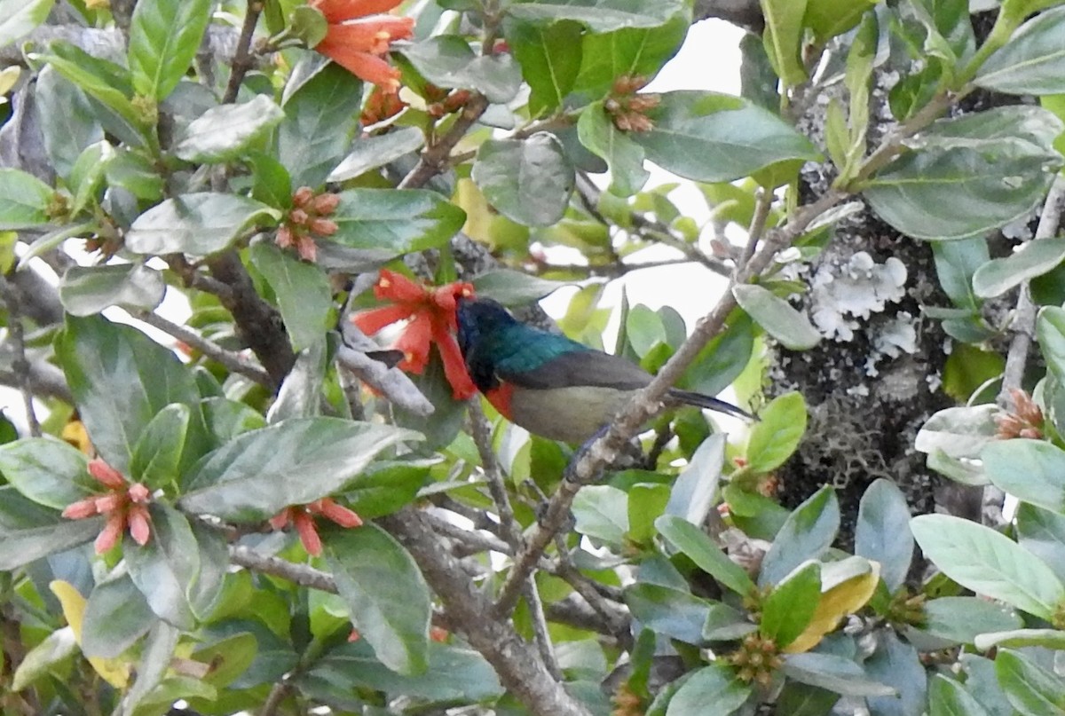 Southern Double-collared Sunbird - ML642967001