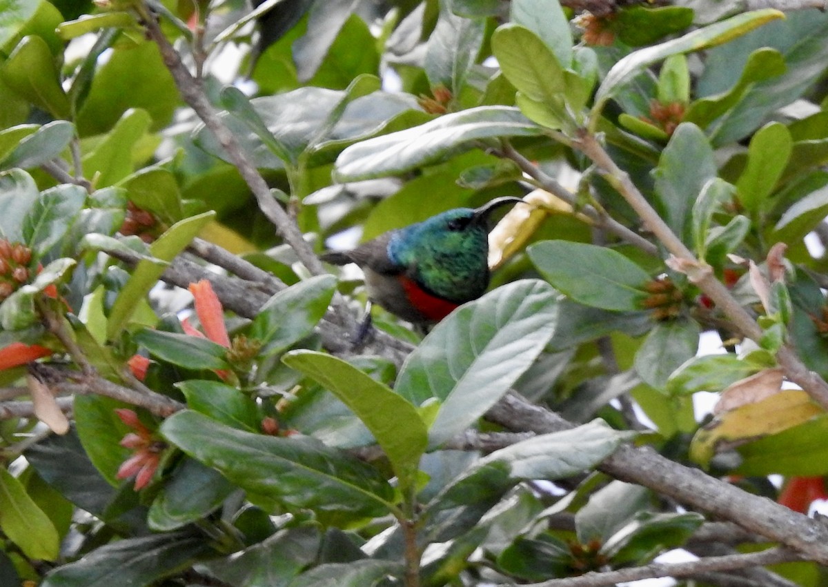 Southern Double-collared Sunbird - ML642967002