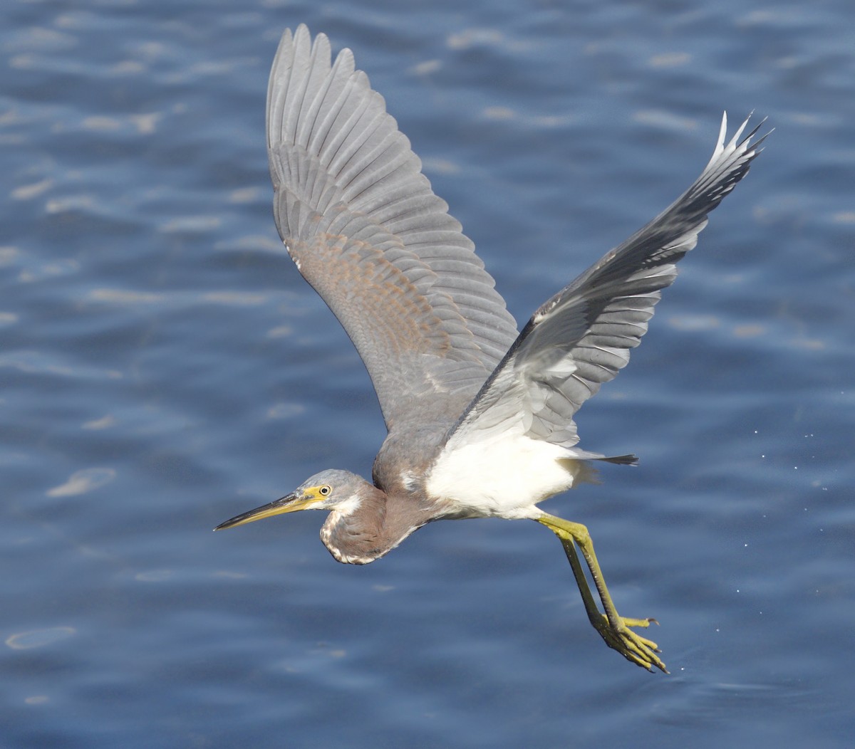 Tricolored Heron - ML642967022
