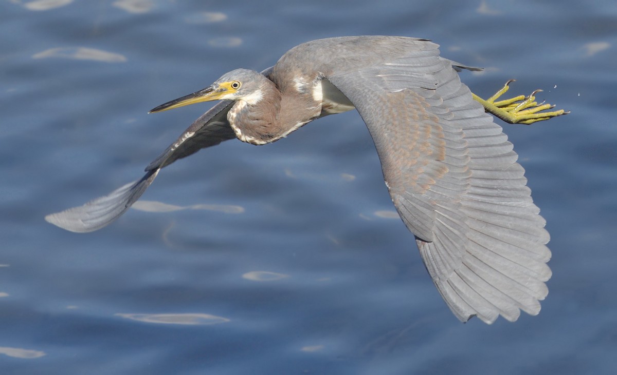 Tricolored Heron - ML642967028