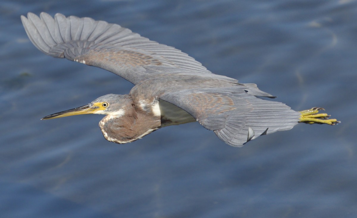 Tricolored Heron - ML642967030