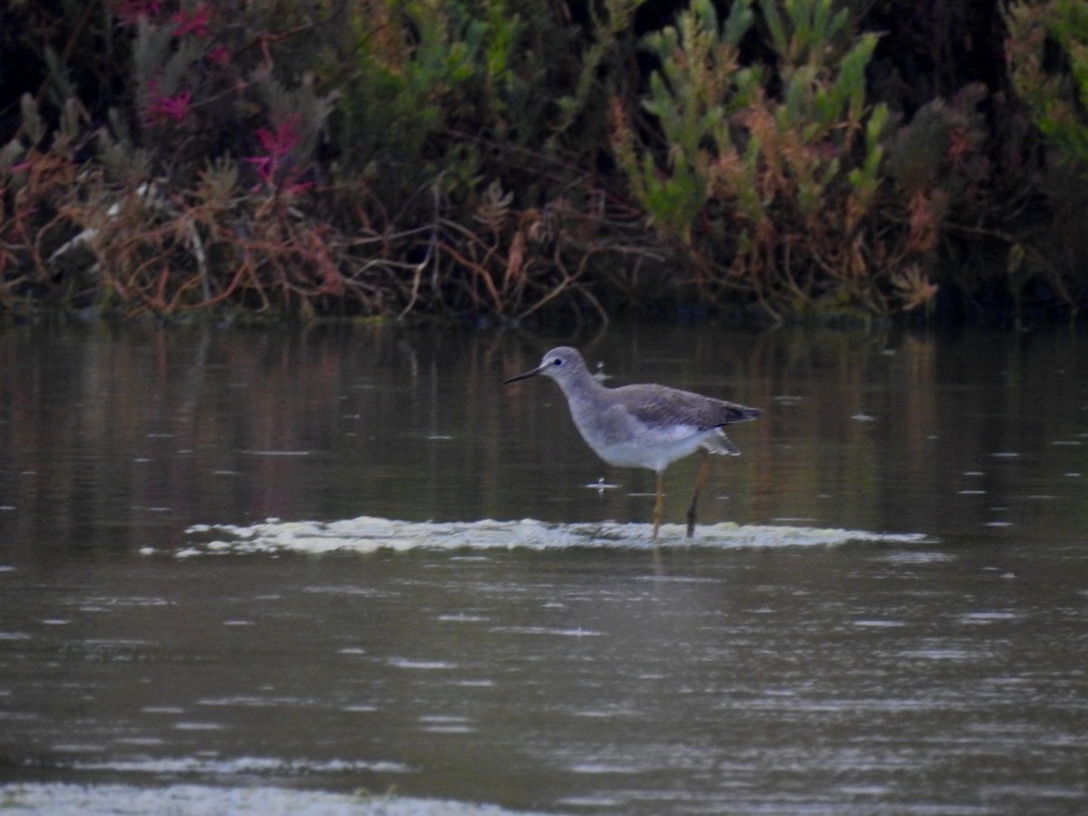 Lesser Yellowlegs - ML642967042