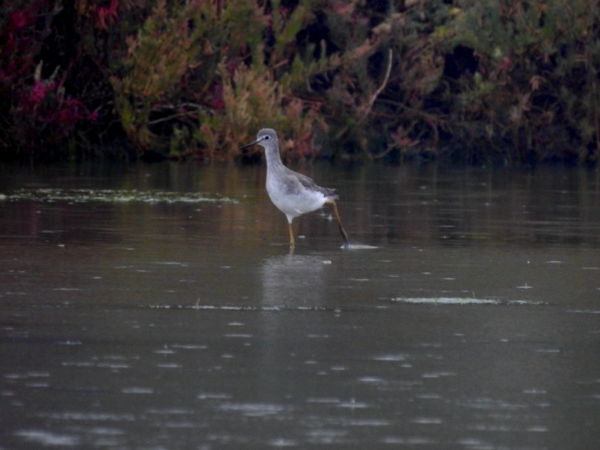 Lesser Yellowlegs - ML642967043