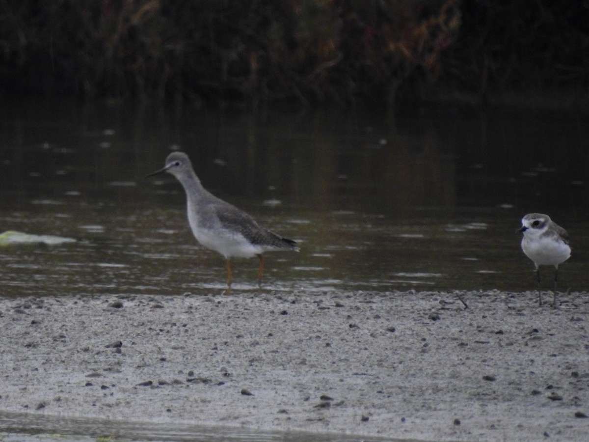 Lesser Yellowlegs - ML642967044