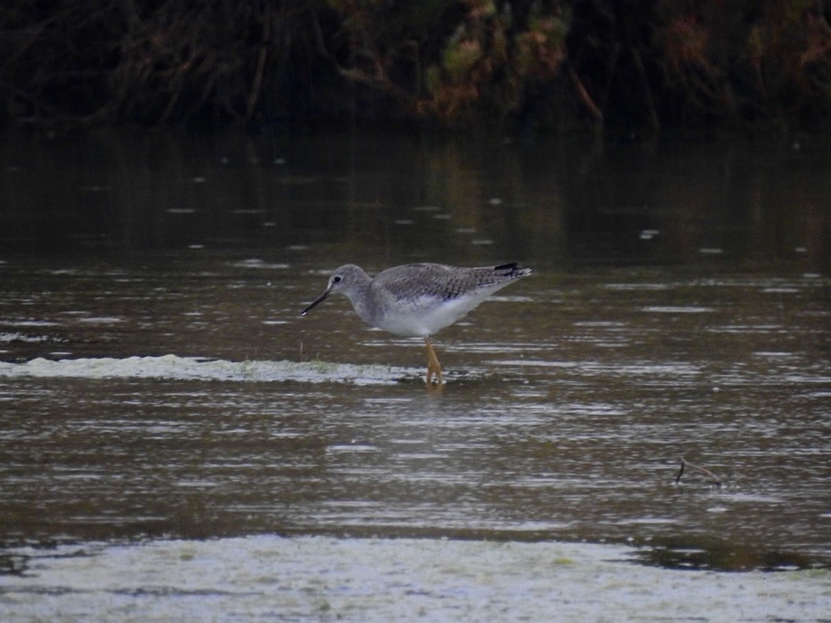Lesser Yellowlegs - ML642967046