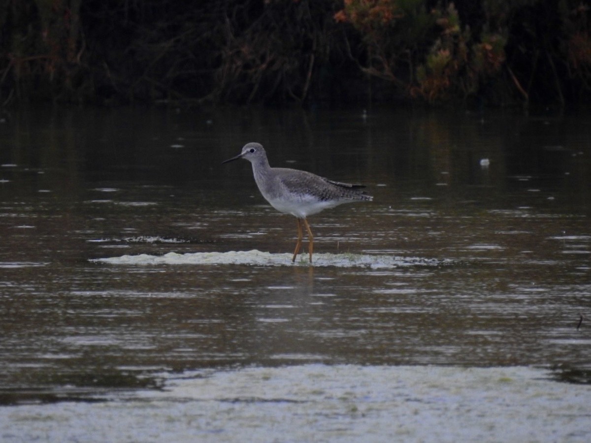 Lesser Yellowlegs - ML642967047