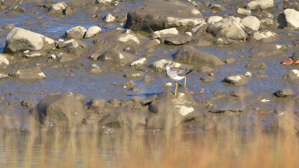 Lesser Yellowlegs - ML642967052