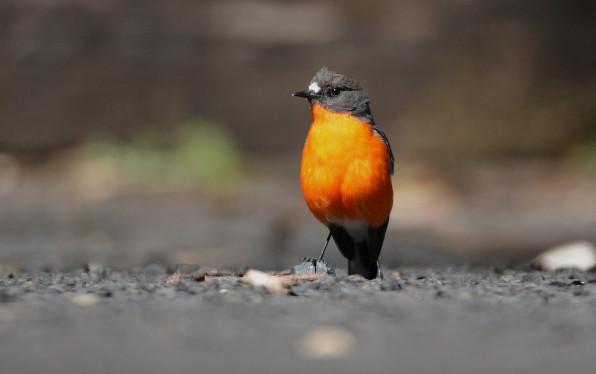Flame Robin - ML642967056