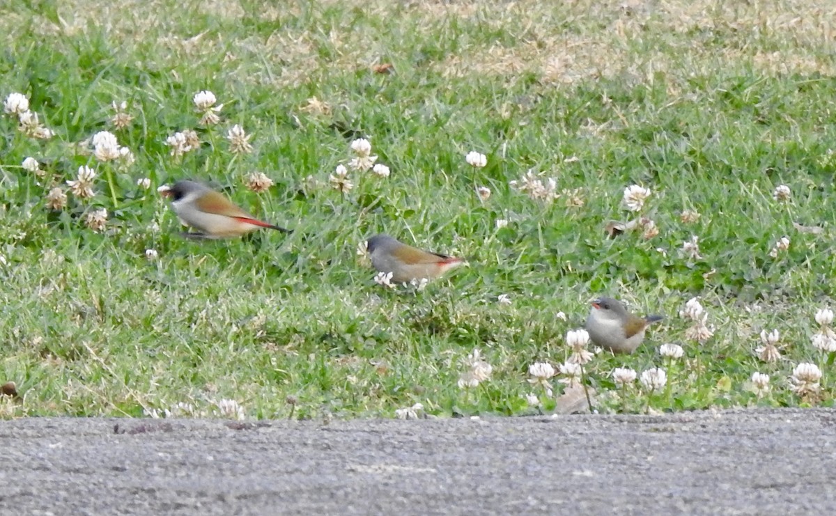 Swee Waxbill - ML642967063