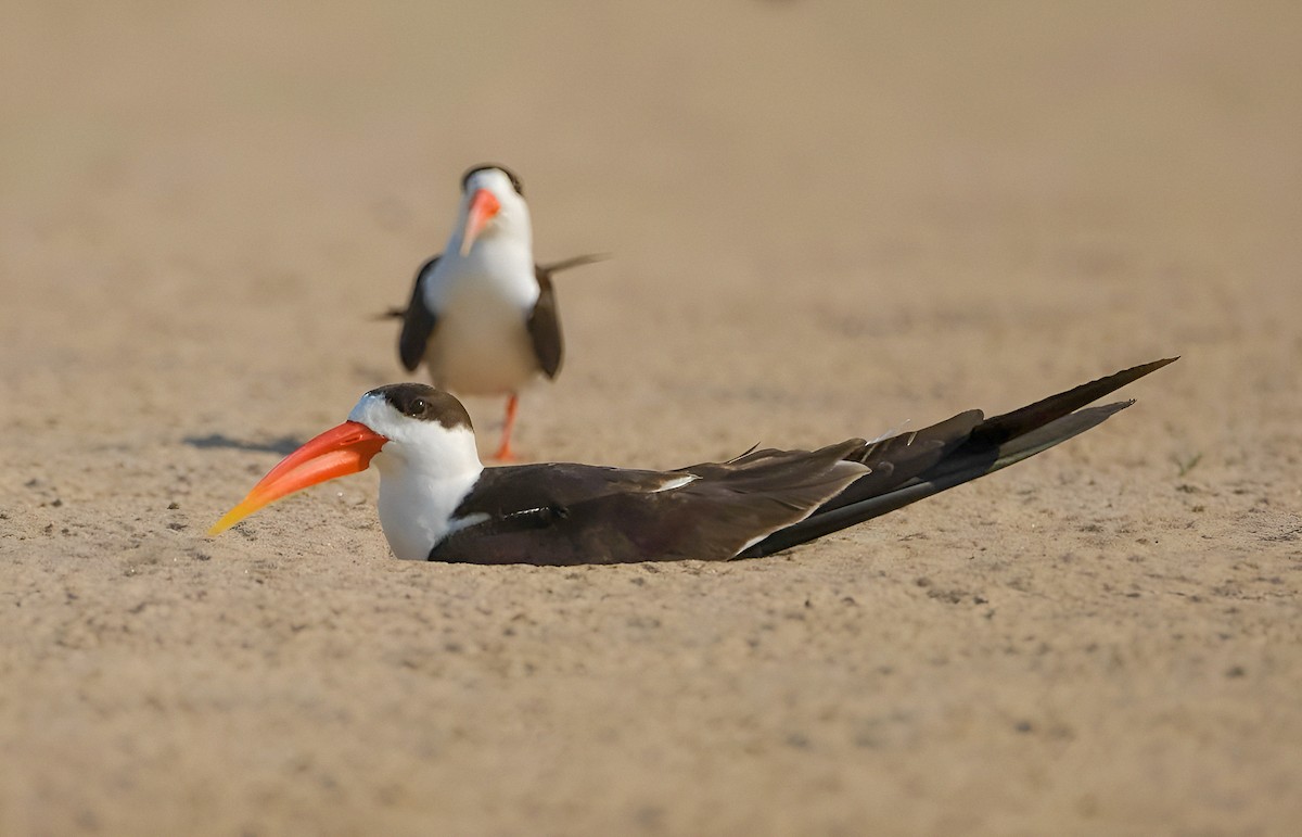 Indian Skimmer - ML642967085