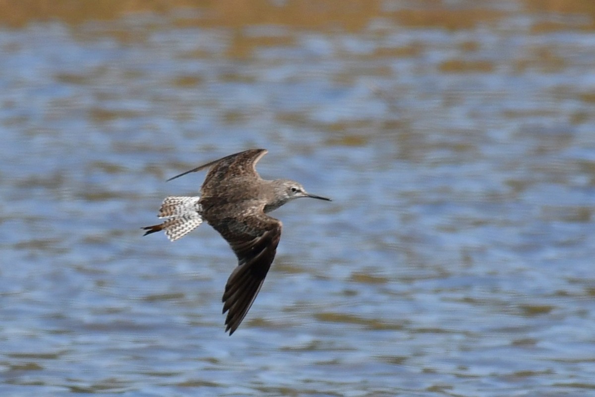 Lesser Yellowlegs - ML642967088
