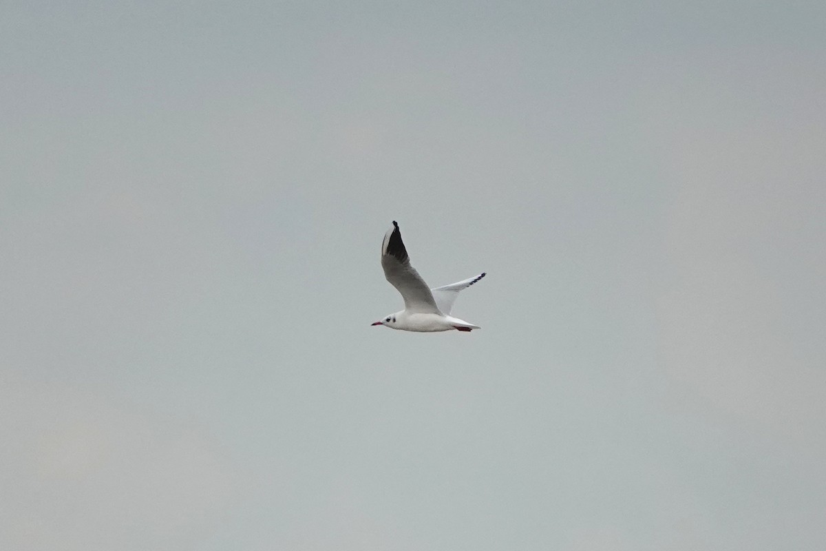 Black-headed Gull - ML642967109