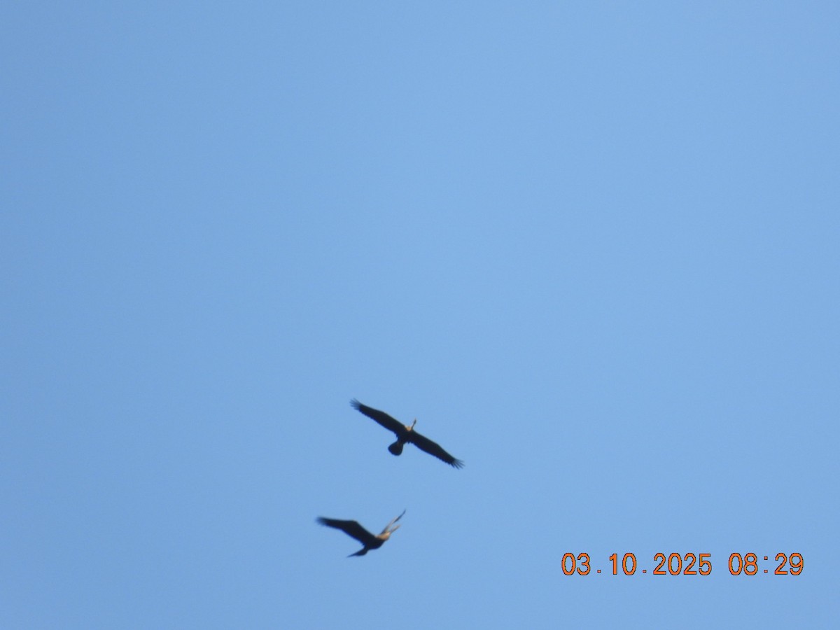 Oriental Darter - ML642967120