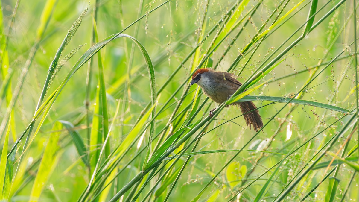 Chestnut-capped Babbler - ML642967124
