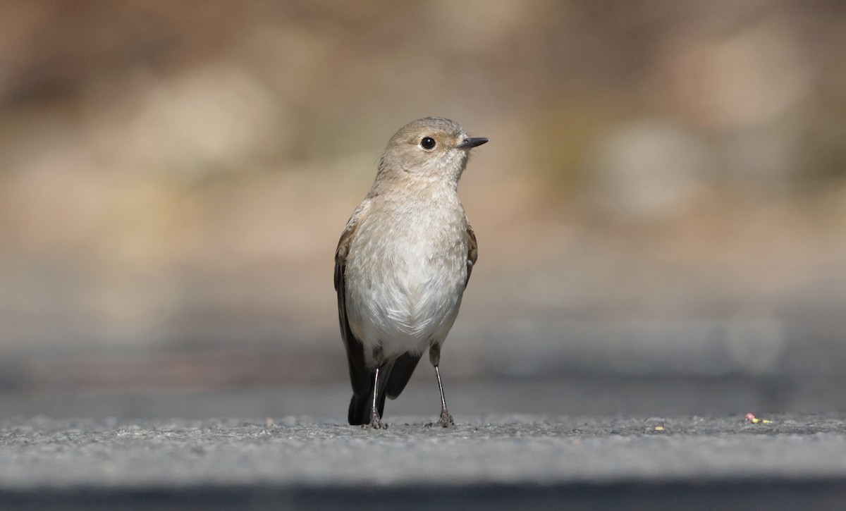 Flame Robin - ML642967128