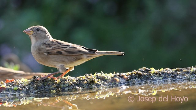 House Sparrow - ML642967132