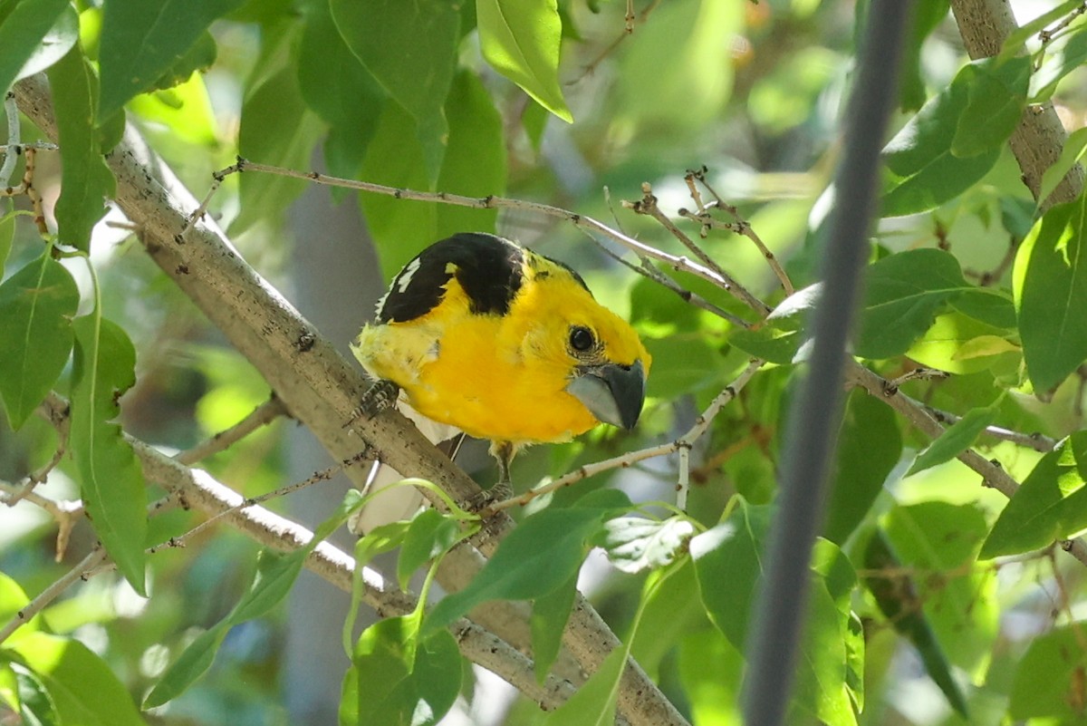 Cardinal jaune - ML642967133