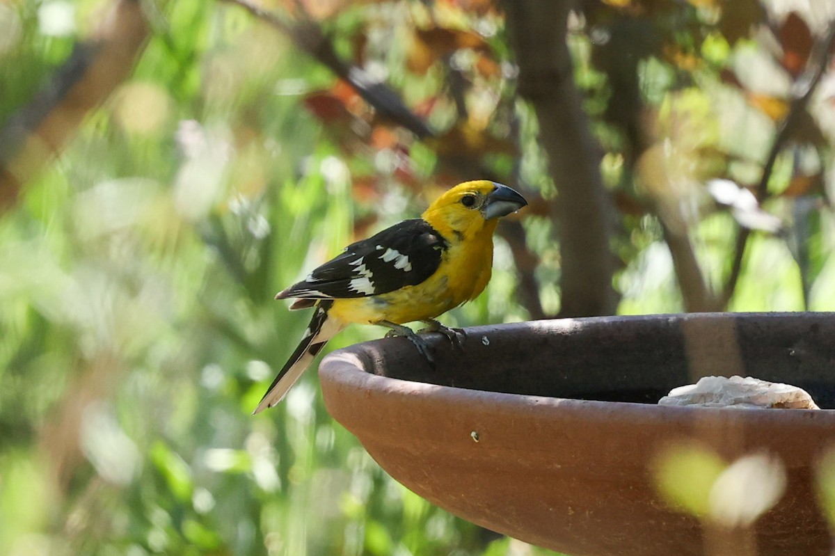 Cardinal jaune - ML642967134