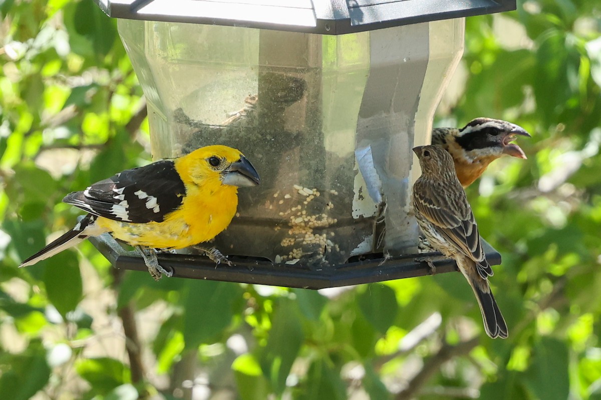 Cardinal jaune - ML642967135