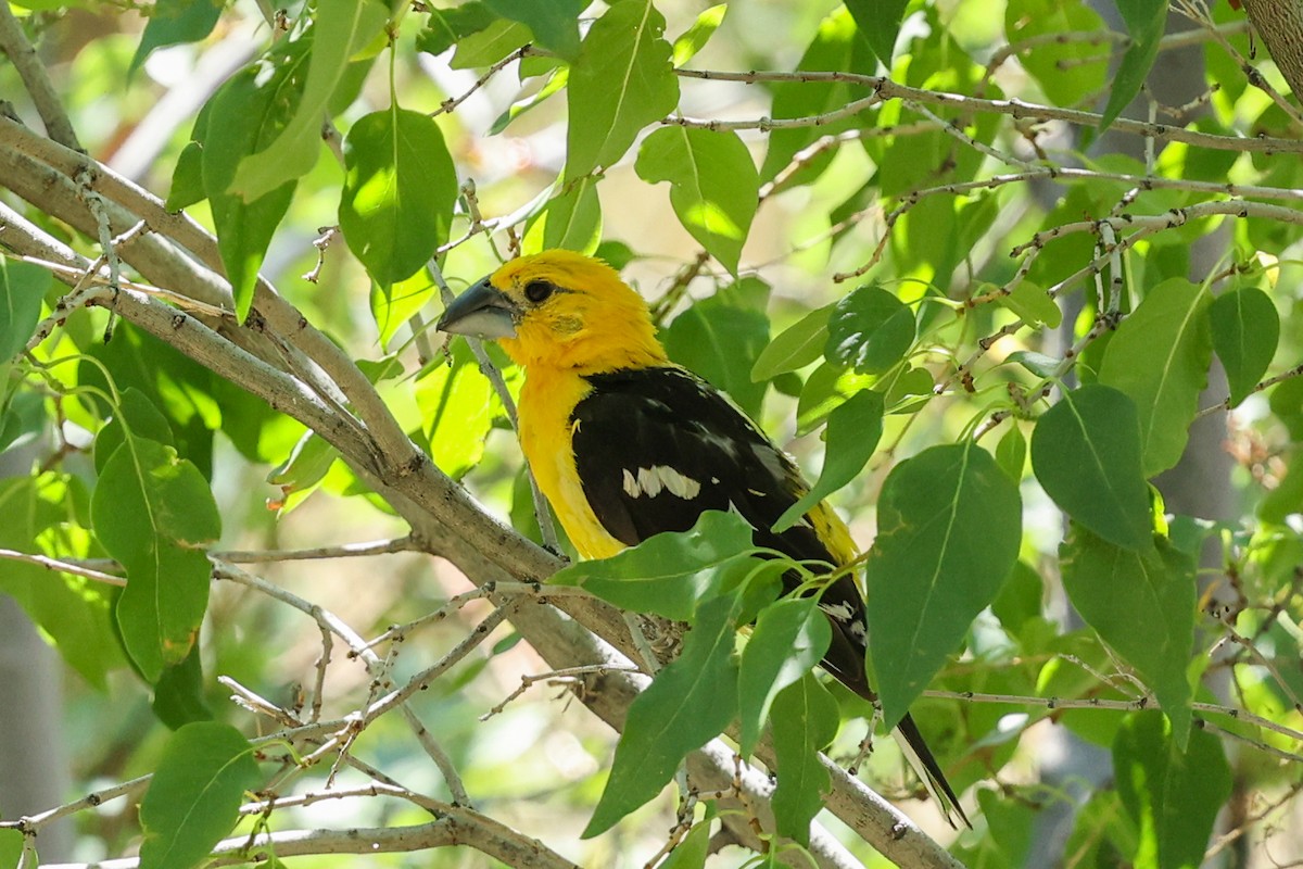 Cardinal jaune - ML642967136
