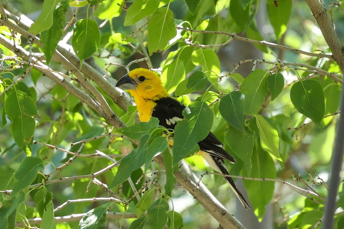 Cardinal jaune - ML642967138