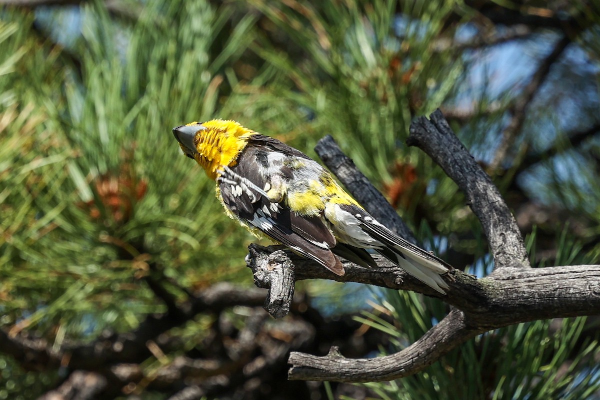 Cardinal jaune - ML642967139