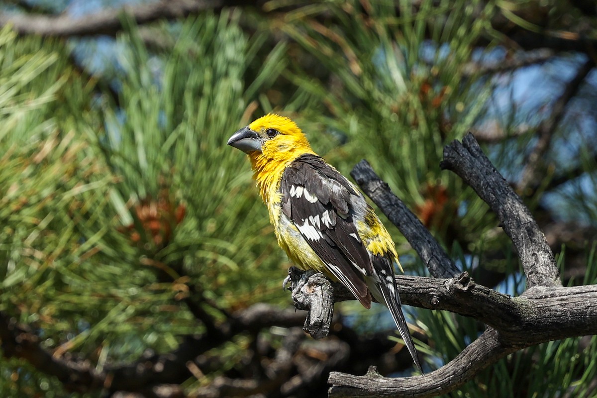 Cardinal jaune - ML642967140
