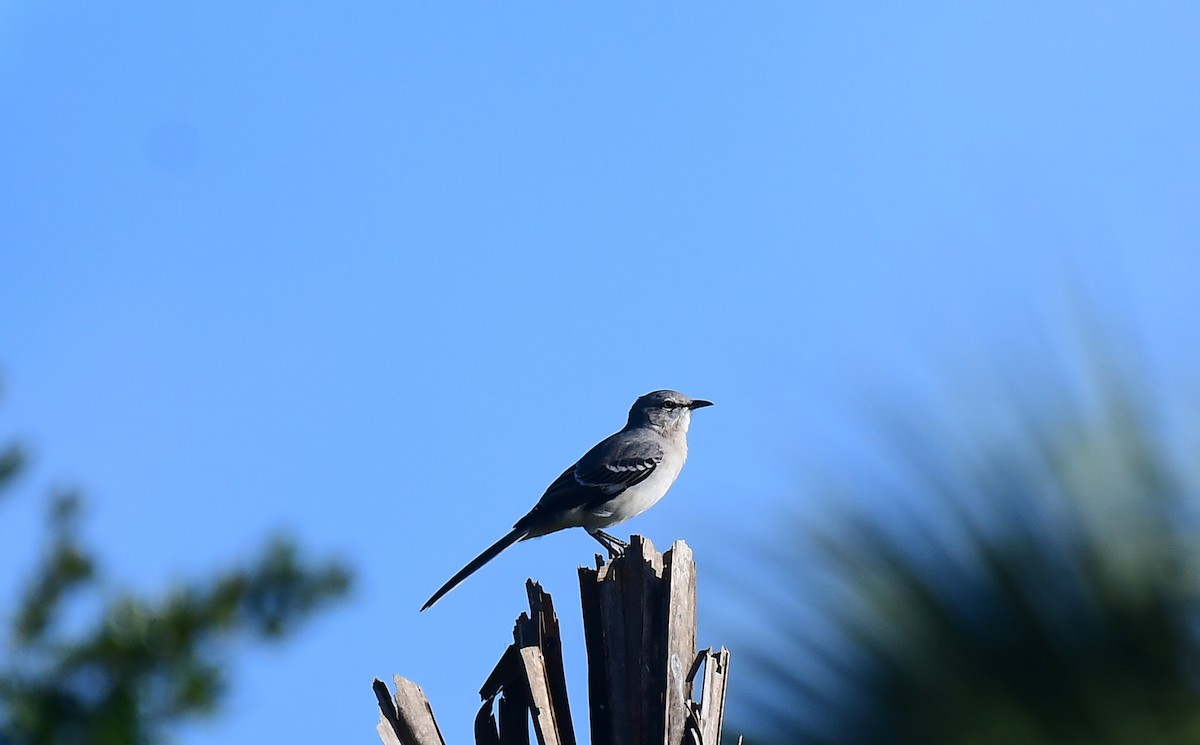 Northern Mockingbird - ML642967141