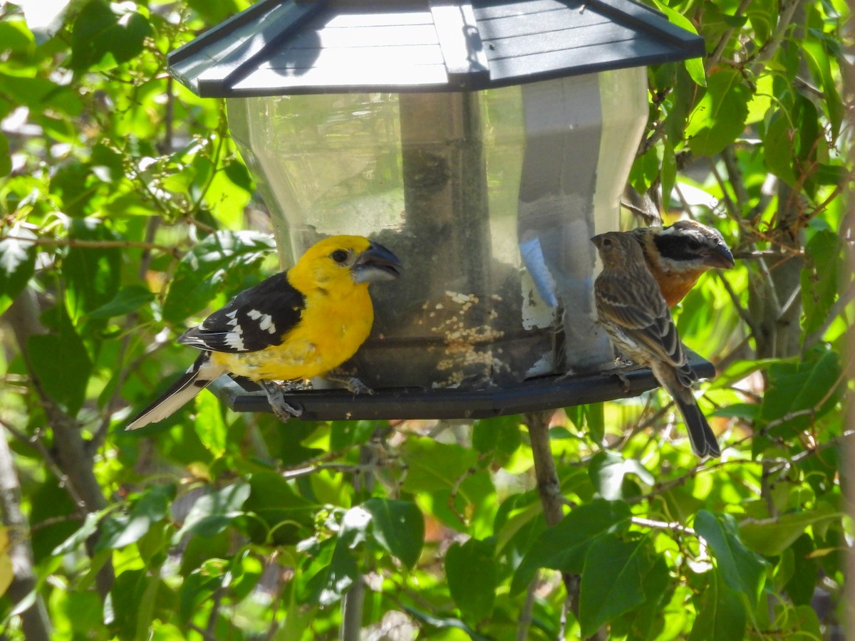 Cardinal jaune - ML642967143