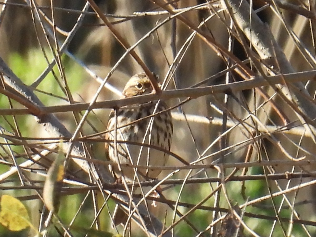Song Sparrow - ML642967144