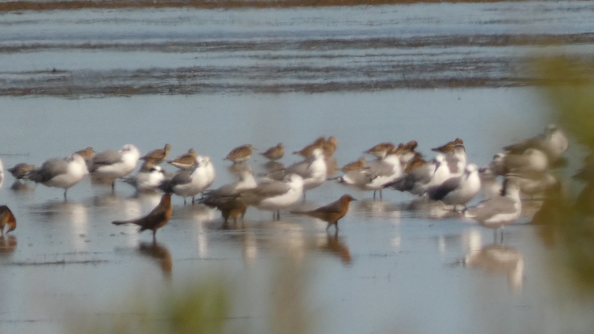 Pectoral Sandpiper - ML642967152