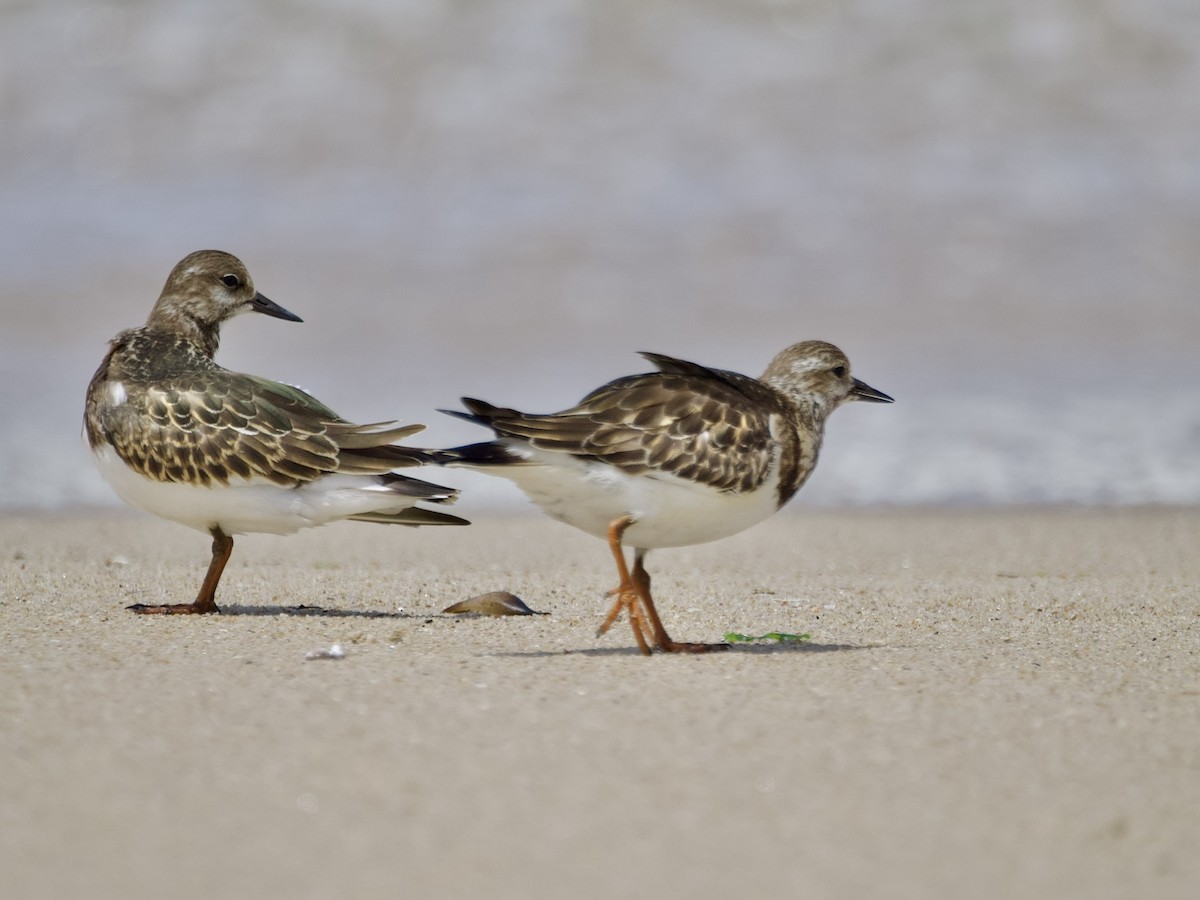 Ruddy Turnstone - ML642967157