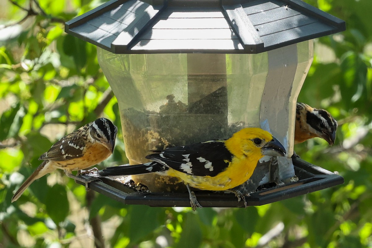 Black-headed Grosbeak - ML642967158