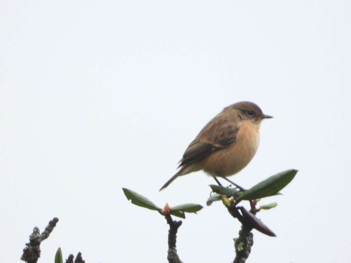 Siberian Stonechat - ML642967165