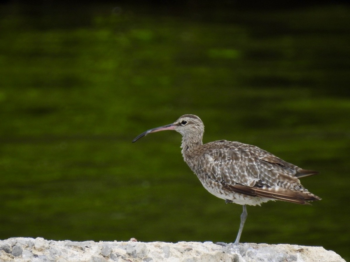 Whimbrel - ML642967167