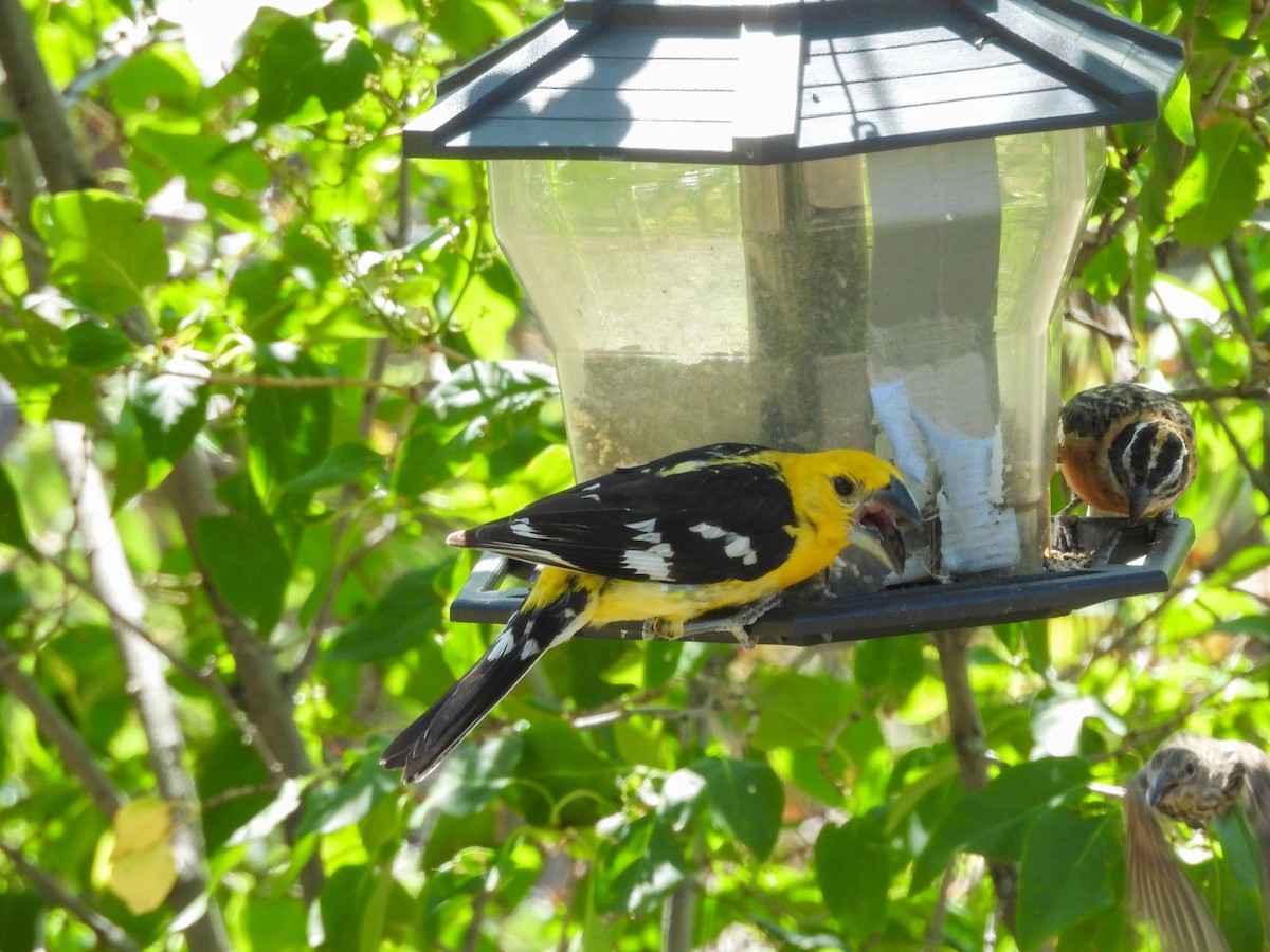 Black-headed Grosbeak - ML642967168