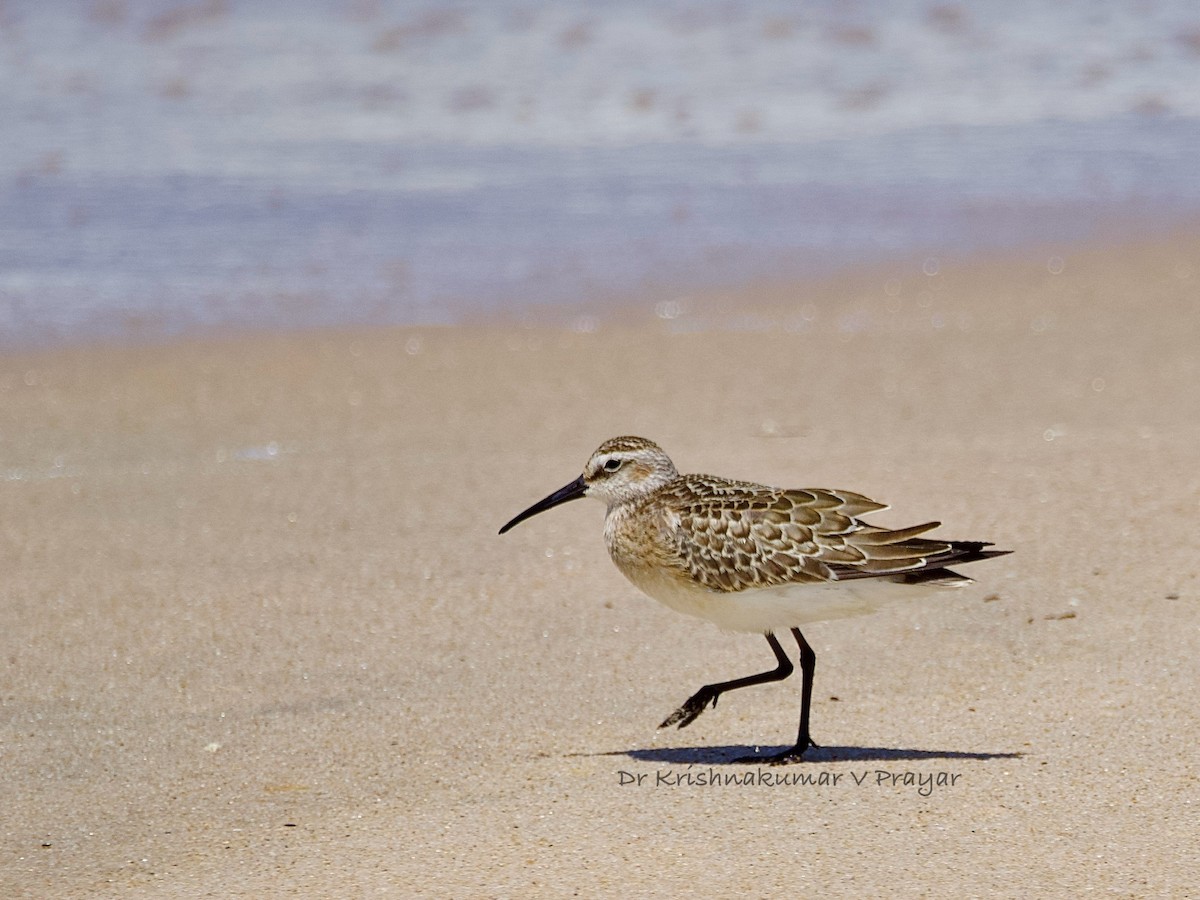 jespák křivozobý - ML642967174