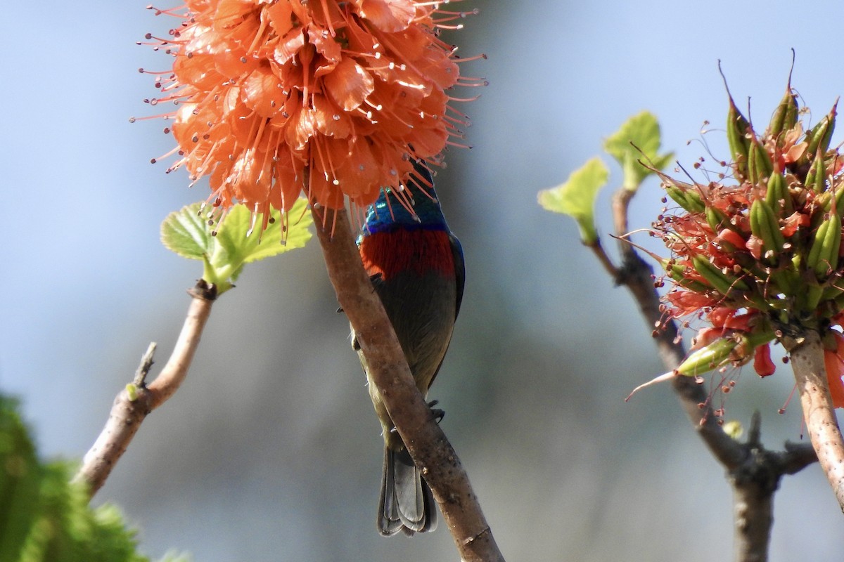 Southern Double-collared Sunbird - ML642967178