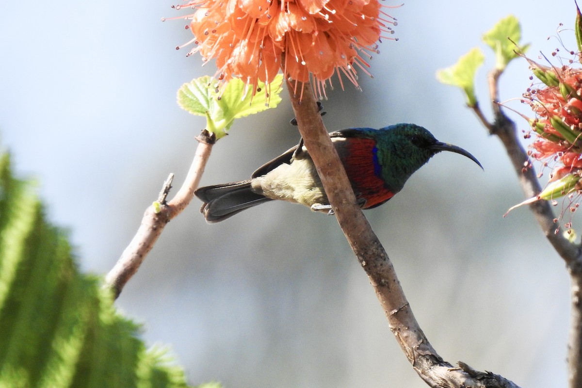 Southern Double-collared Sunbird - ML642967179