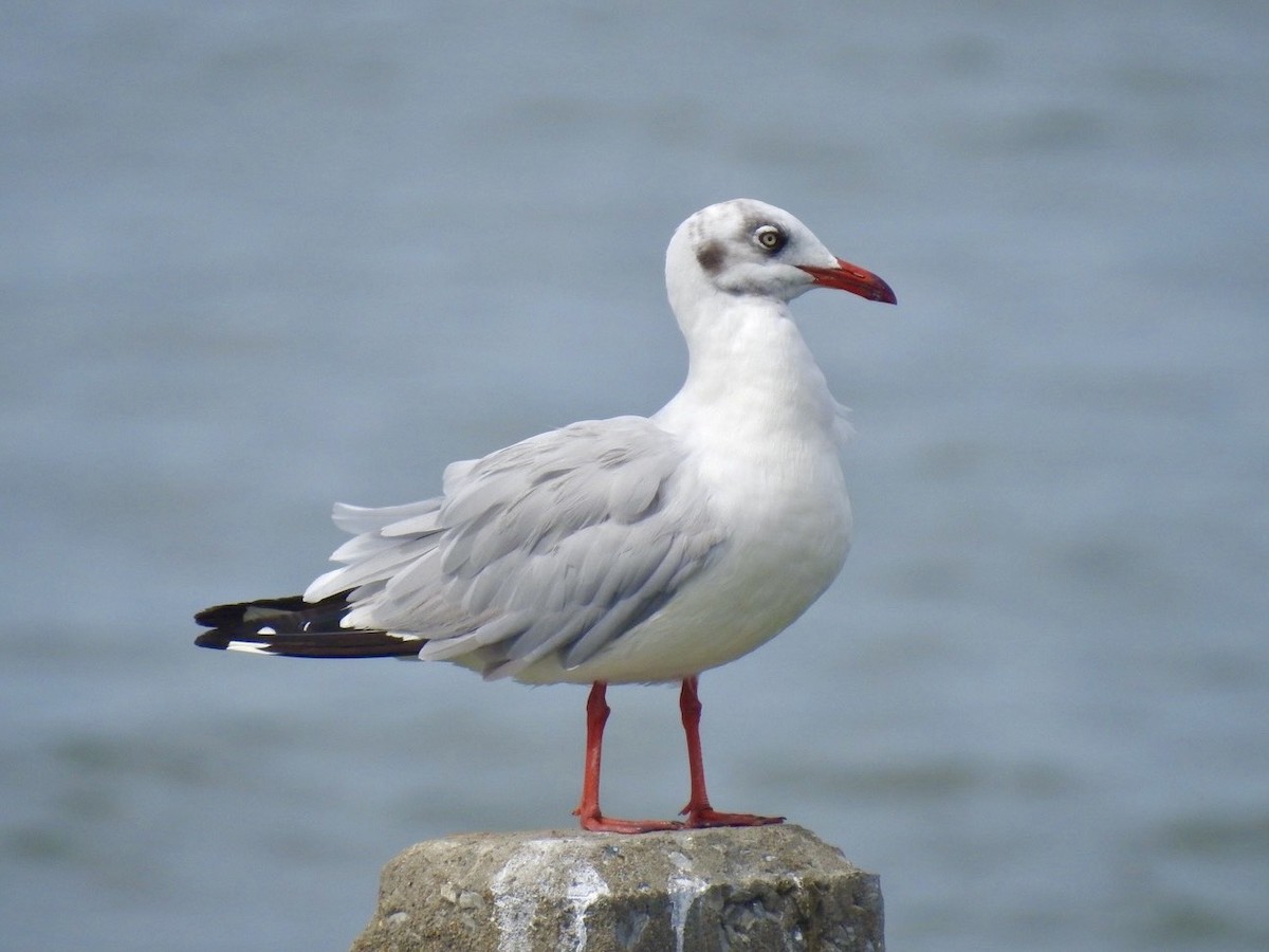 Brown-headed Gull - ML642967180